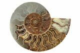 Cut & Polished, Agatized Ammonite Fossil - Madagascar #234817-1